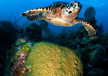 Conservar lo natural, disfrutar lo auténtico